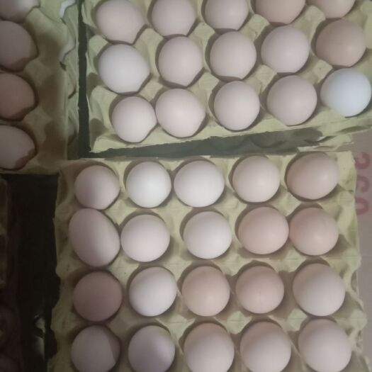 襄樊粉壳蛋  毛重49-50