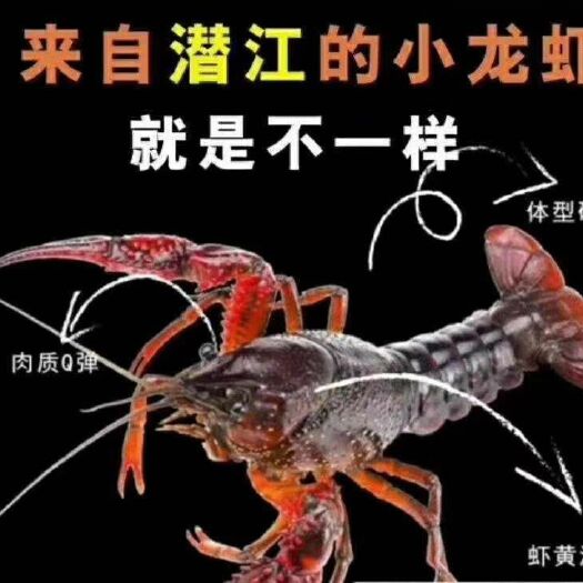 潜江市 正宗潜江小龙虾,硬规格,诚信经营。