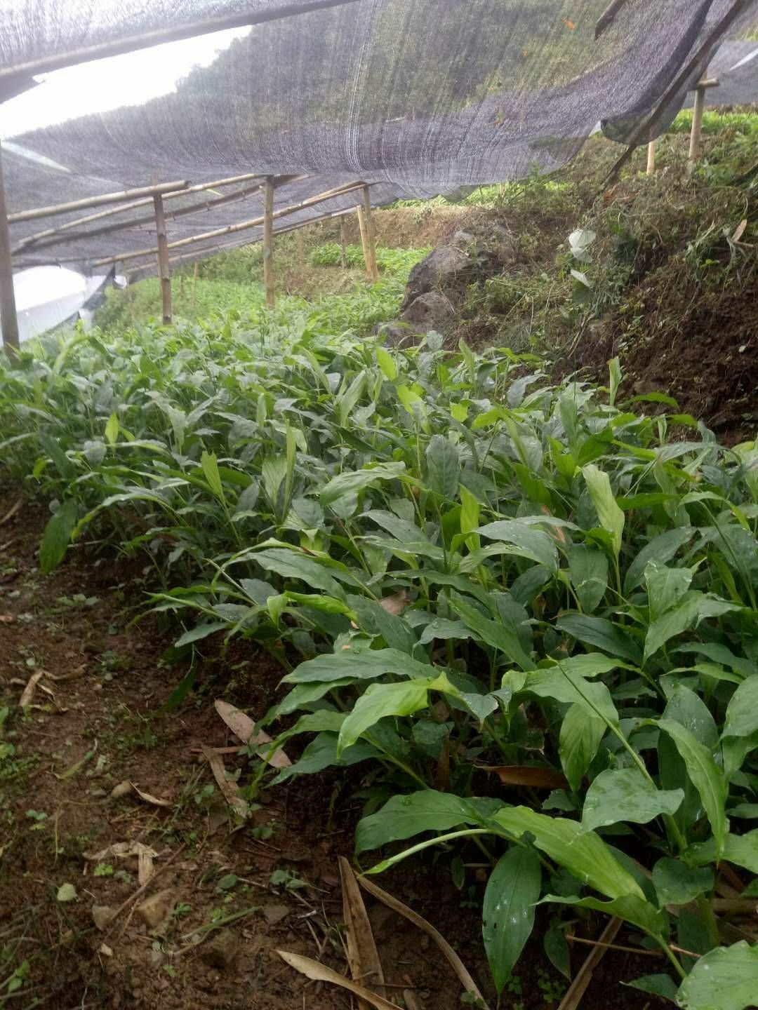 草果苗 平均高度80厘米，要货量大者，亲自开车送货上门。