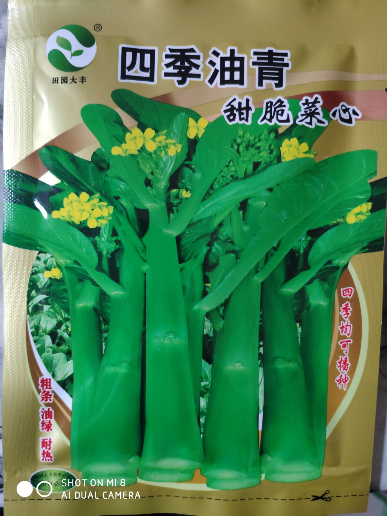 甜菜心种子  四季油青甜脆菜心种子 早熟株型紧凑 油绿色播种