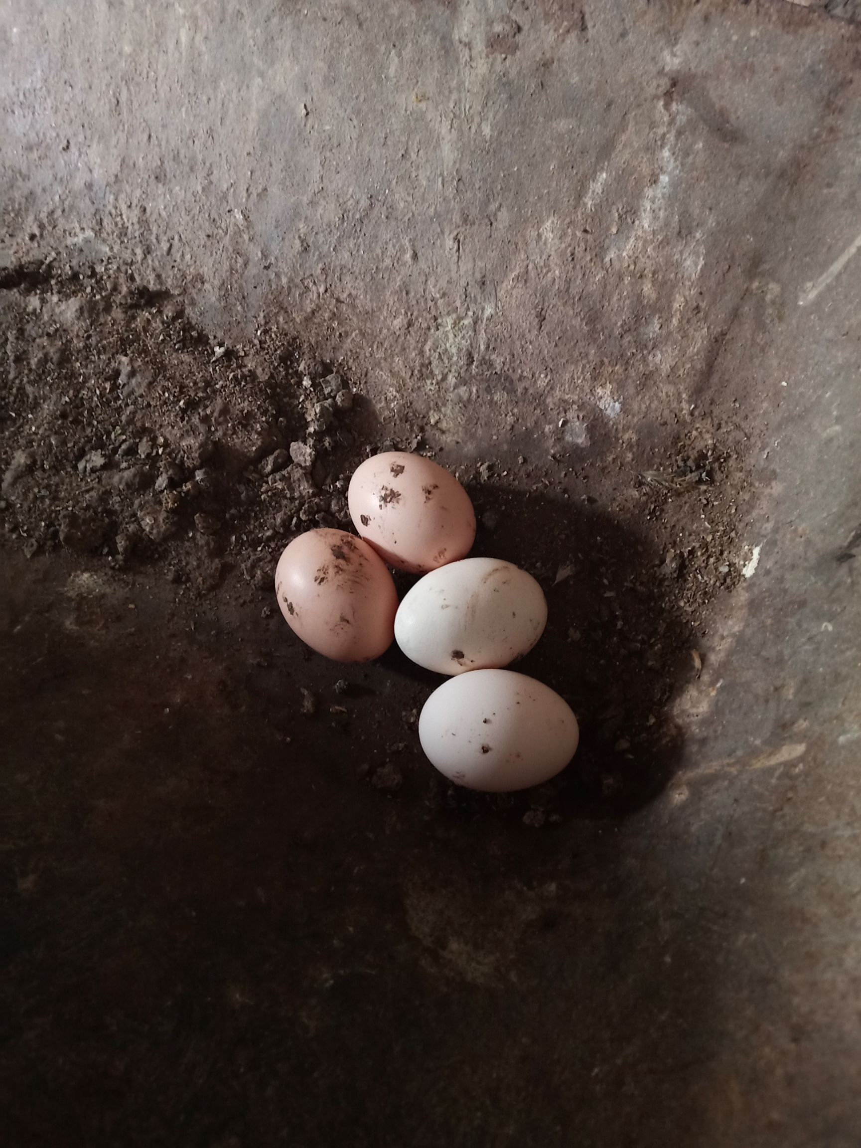 土鸡蛋 正宗放养土山鸡