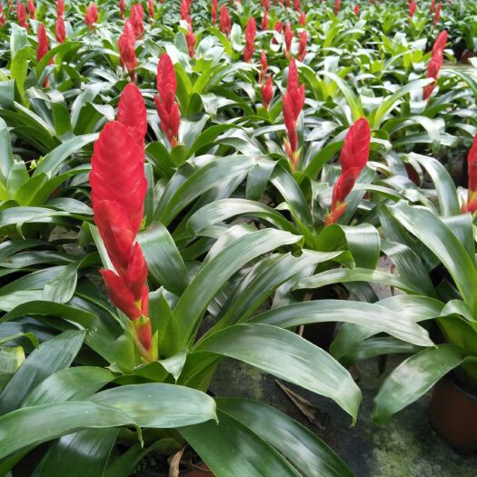 漳平市凤梨花 花鲜红,株形优雅大方,一山巴无人溜巴是无山溜可微