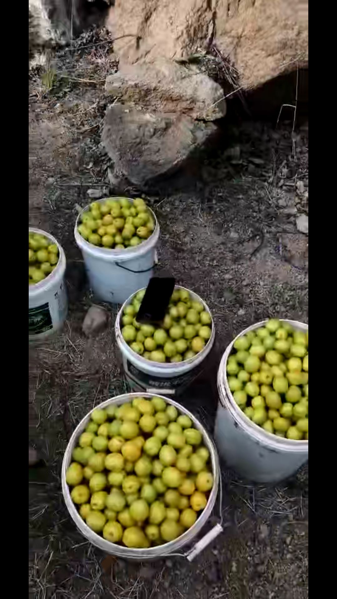  珍珠油杏大量上市，口感好，量大质优