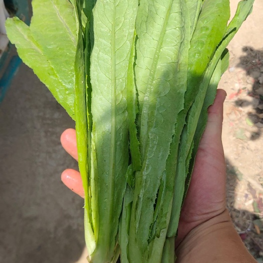 曹县奶白菜 8 ~10cm