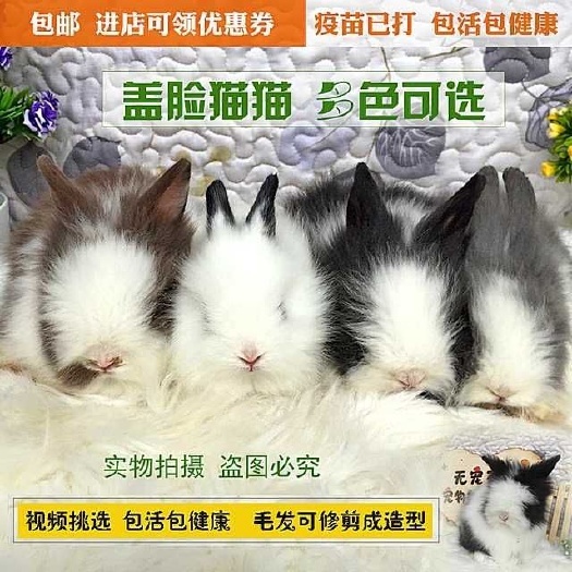 宝鸡 宠物兔猫猫兔道奇兔猫猫兔新品种兔养殖场直销