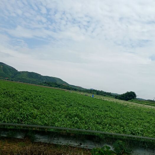 有机米 黑农瑞选蟹稻留胚米，只做有机生态更安全，更营养原价13.5。