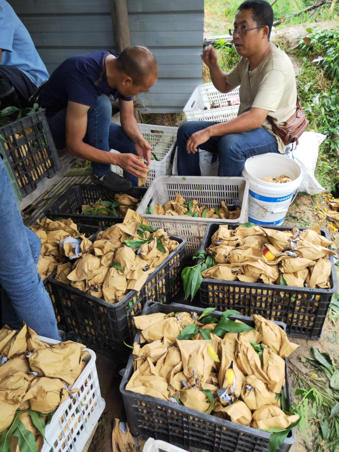 黄金蜜1号苗 成熟早易管理丰产性强售价益好