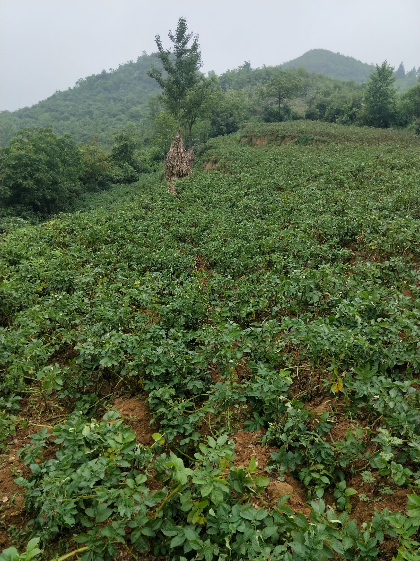 云南昭通大山深处种植大土豆5斤非常粉糯香