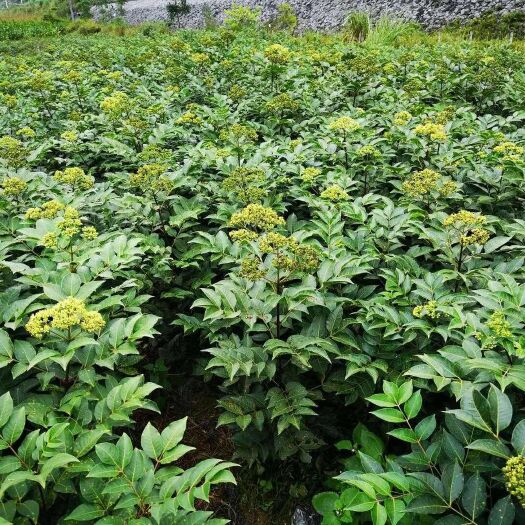 通道县 出售中花吴茱萸苗
