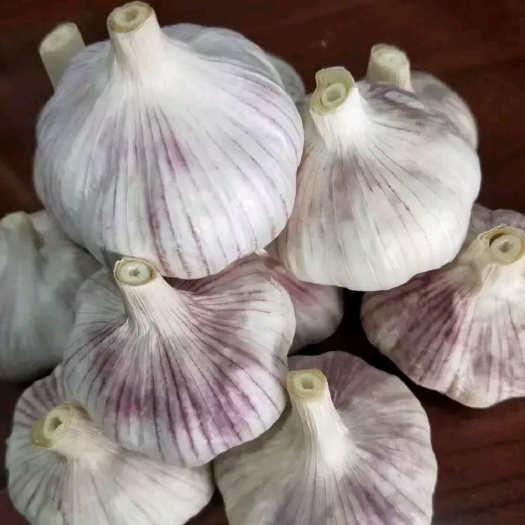 通许县红皮蒜  紫皮大蒜新鲜大蒜