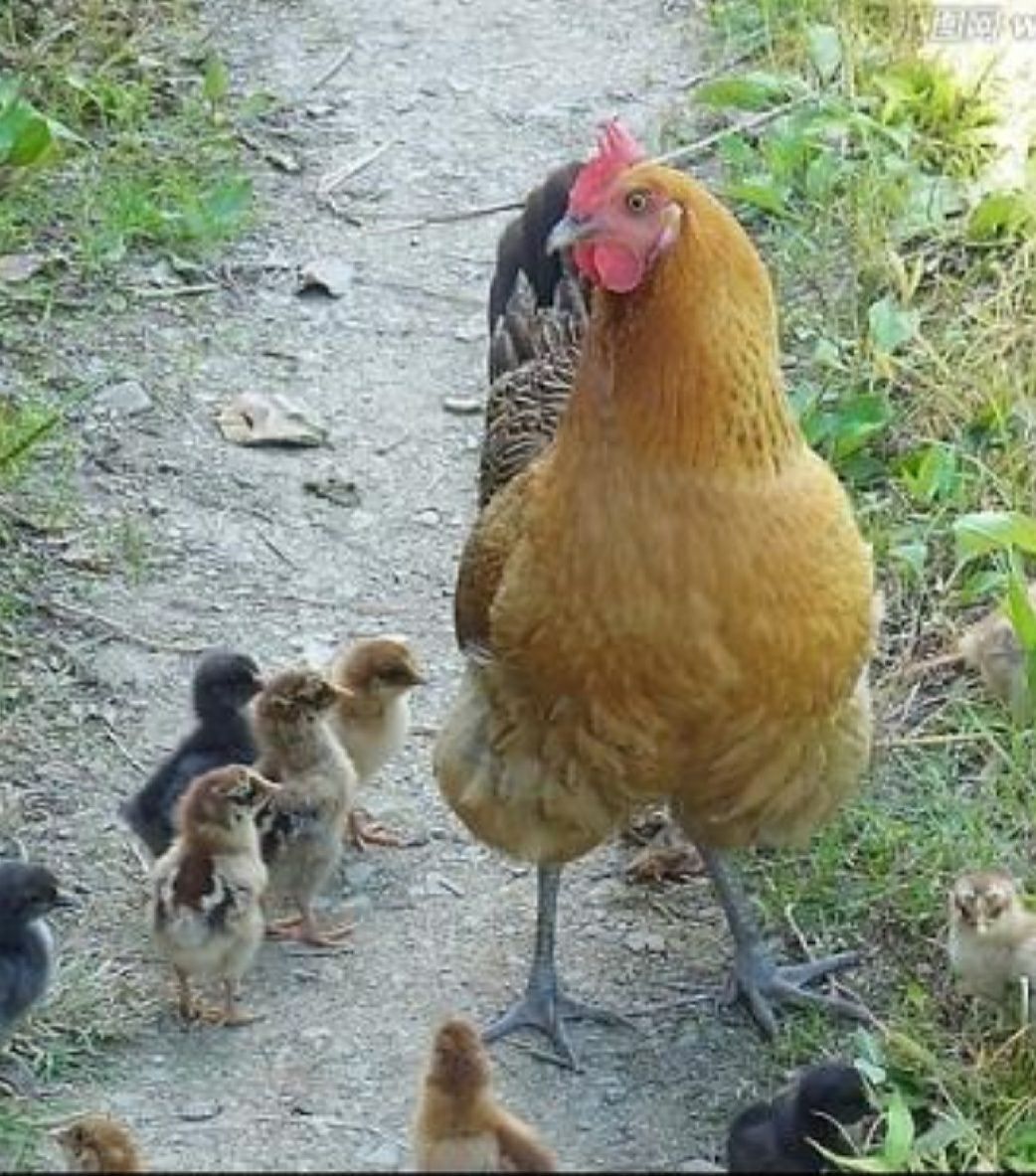  高产绿壳蛋鸡苗-麻羽高产-绿壳蛋鸡苗