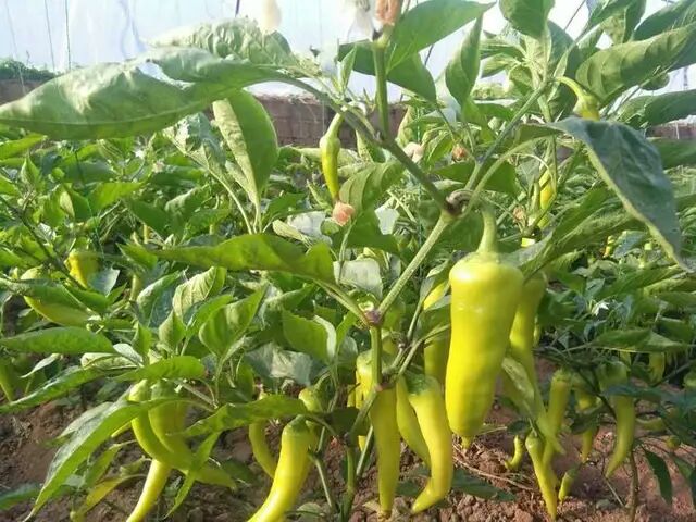 [韩国线椒批发] 韩国降糖辣椒价格30元\/斤 3斤起