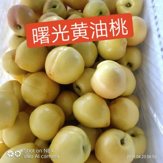 蒙阴县 山东省蒙阴县蜜桃今年产量太大，价格便宜，需要采购的朋友联系我