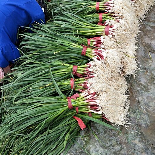 海东红根蒜苗 60 - 70cm