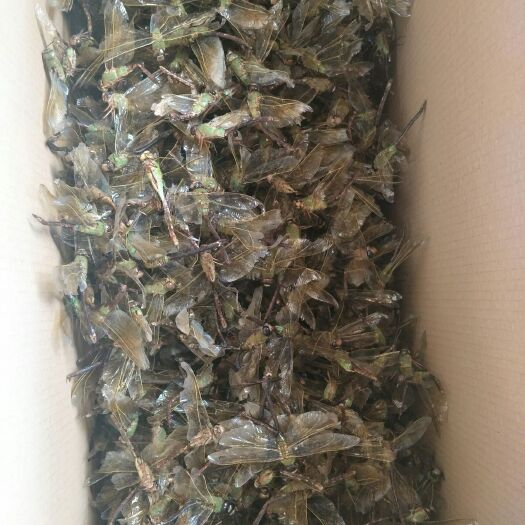 秦皇岛 水蜻蜓
