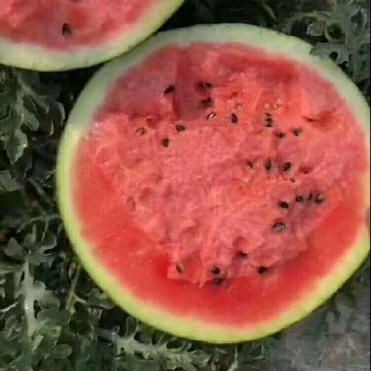 保定甜王西瓜  甜王