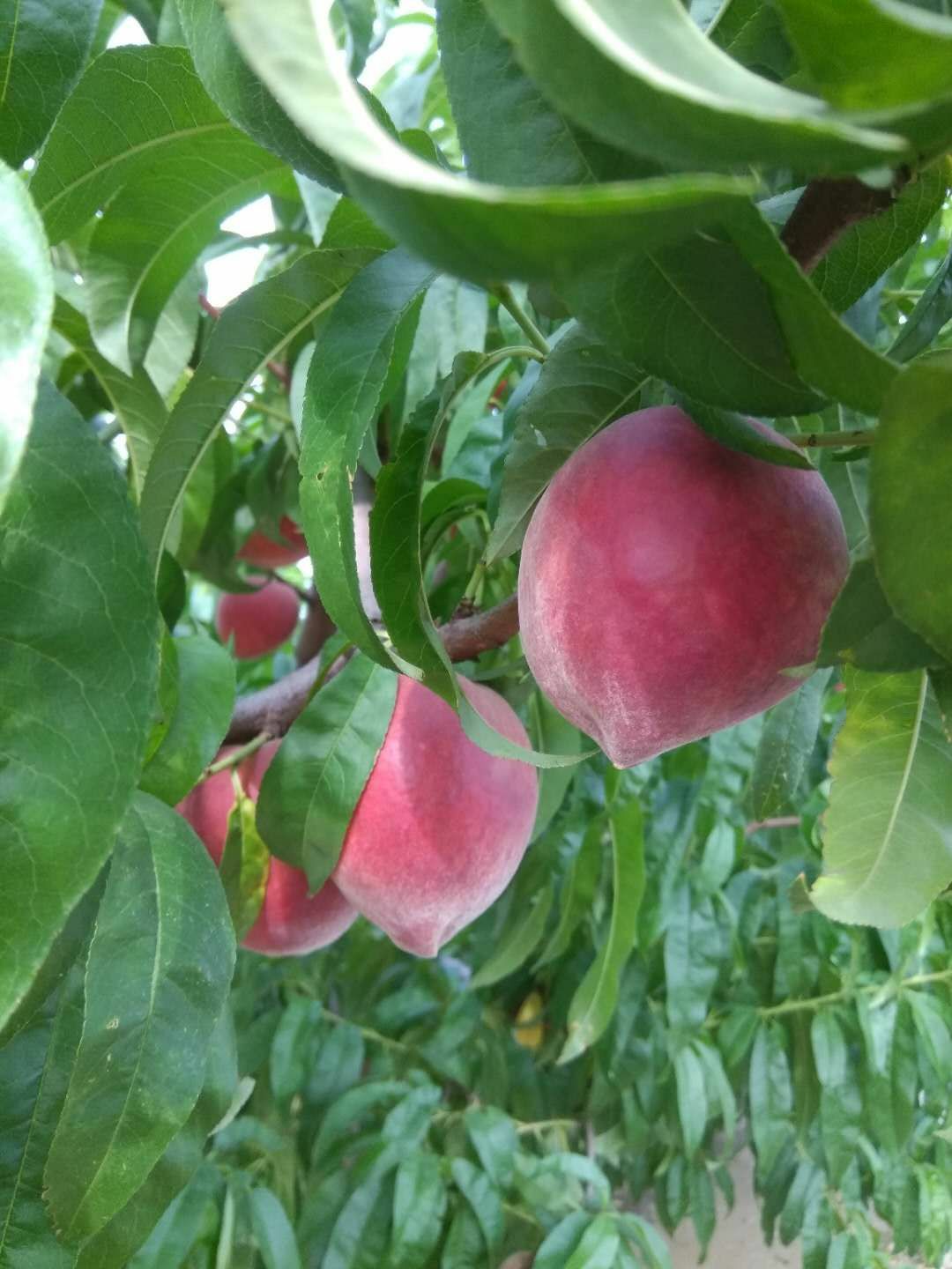  春蜜