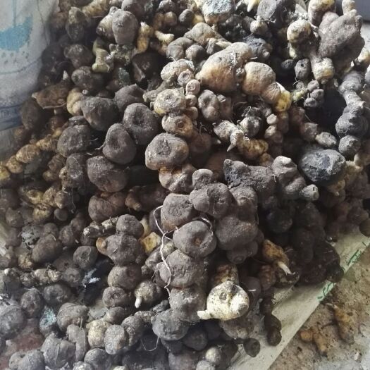 全州县滇黄精 块