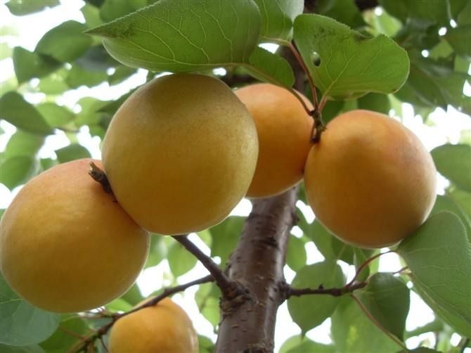 秦皇岛金太阳杏 金太阳