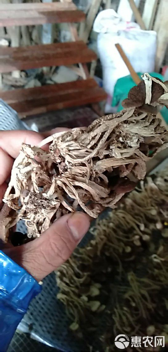 广昌5号茶树菇  农家自产茶树菇 柴火烘干  十斤以上