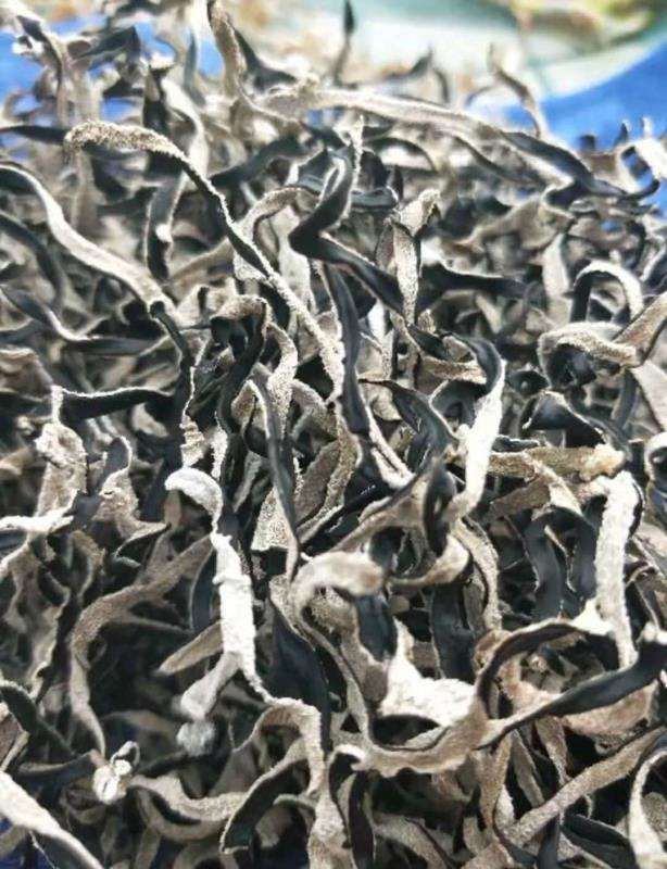 木耳丝 木耳丝批发 精品木耳丝 品质好 产地直发！包邮！