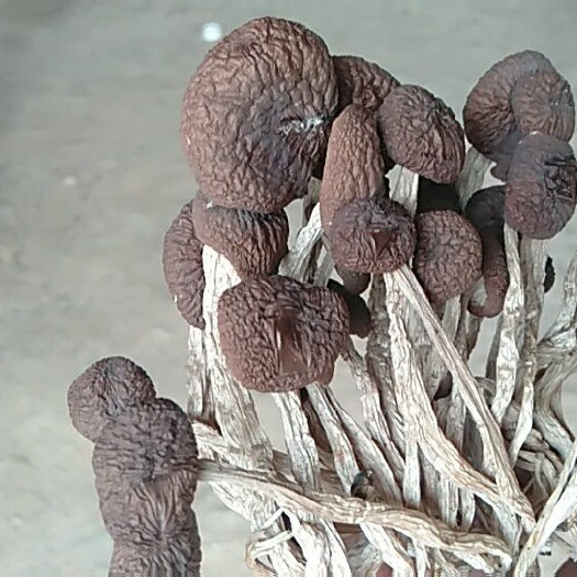 南丰县广昌5号茶树菇  农家自产茶树菇 柴火烘干  十斤以上
