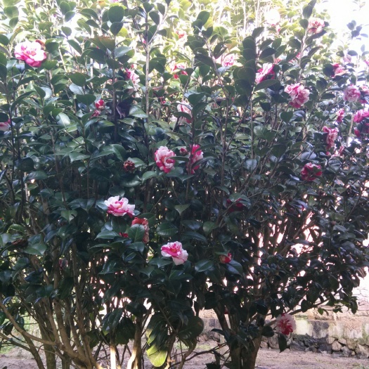 漳平市 各种茶花