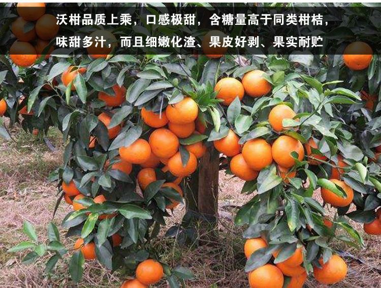 沃柑果苗大果子非常甜好吃的品种，嫁接苗