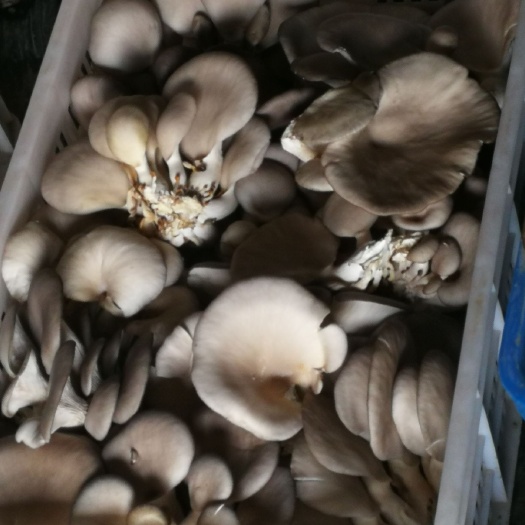 如东县鲜平菇  黑平菇 鲜菇