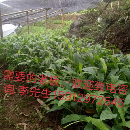 绿春县草果苗 平均高度80厘米，要货量大者，亲自开车送货上门。