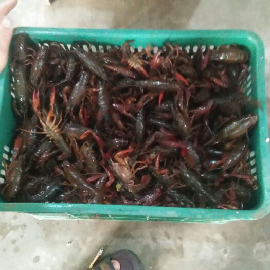 江陵县 荆州小龙虾