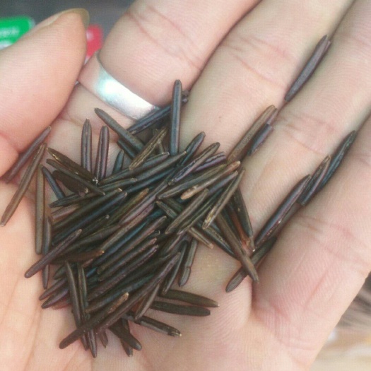 广州 黑米