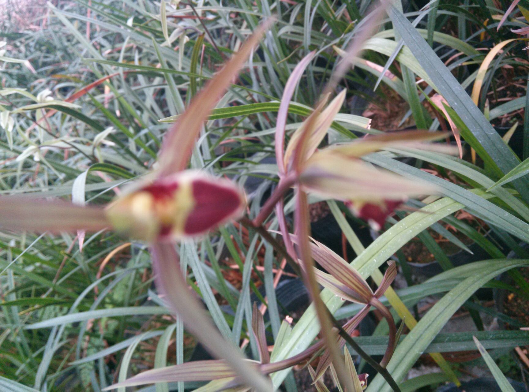  兰花,花香,株形优雅,