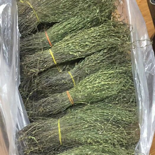 来宾独脚柑 独脚金