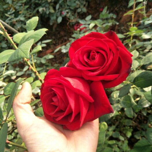 昆明 红玫瑰小苗