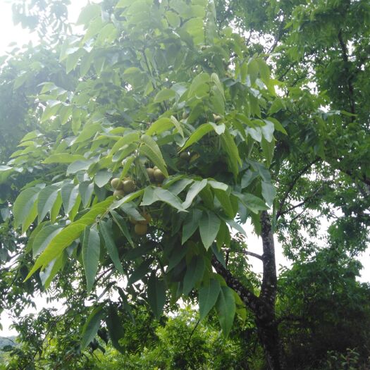 芒市老树核桃