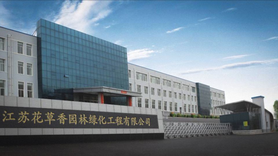 薰衣草种子花种子法国普罗旺斯薰衣草花种四季易种庭院花籽