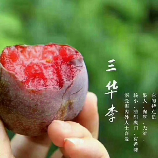 翁源县 大翁源三华李，爽，脆，甜，吃过的都知道，