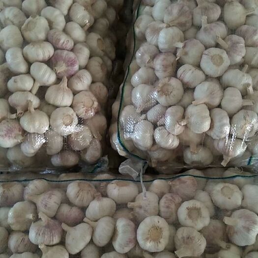 邳州市紫皮蒜  尚品大蒜