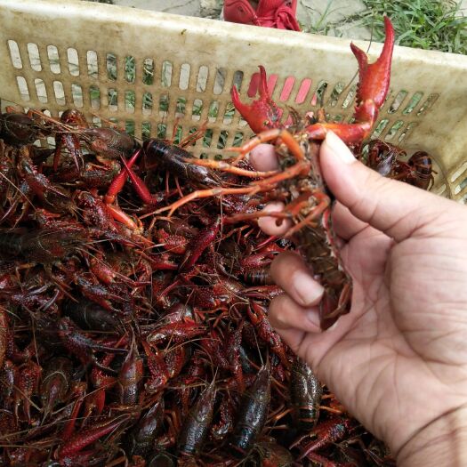仙桃市清水小龙虾 硬规格