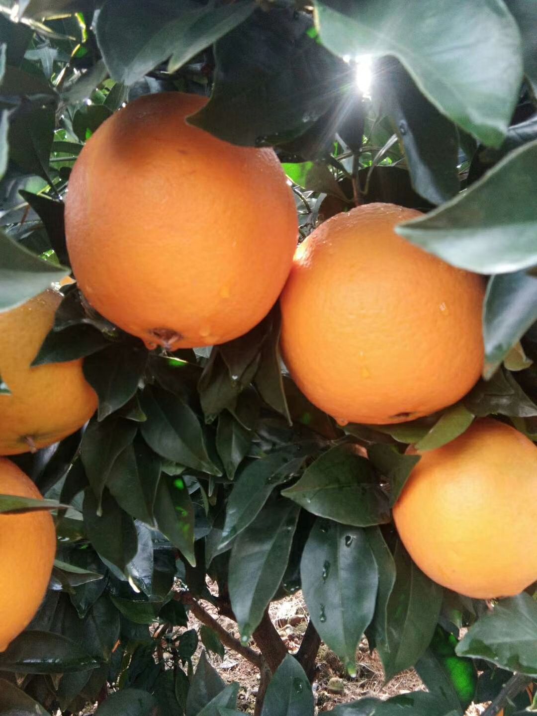  自己种剩下的红肉脐橙苗纽荷尔脐橙苗