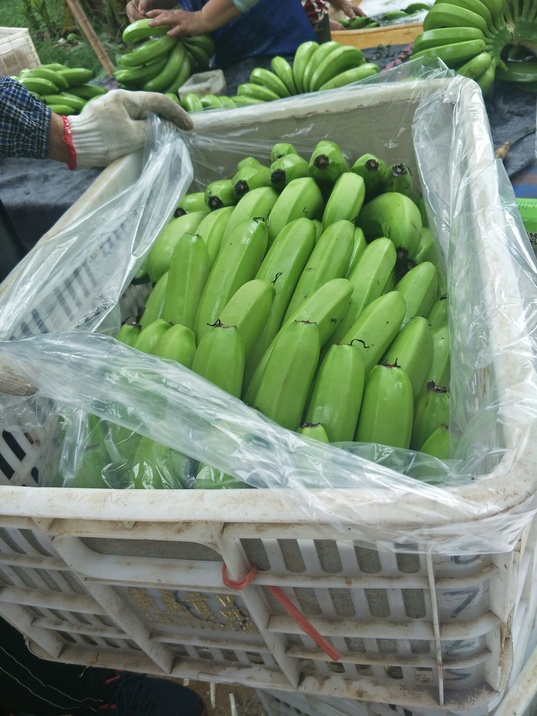 粉蕉 湛江现已大量有货 待出致电咨询