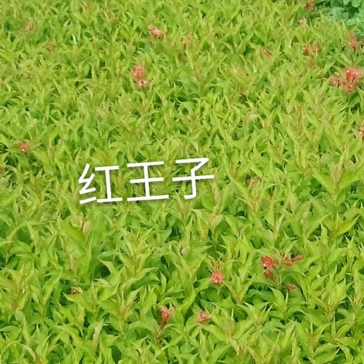 开原市红王子锦带 红王子杯苗辽宁大量供应可以全国快递邮寄