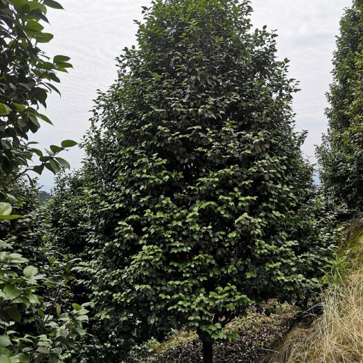 直销山茶花，批发山茶花，基地面积三万亩