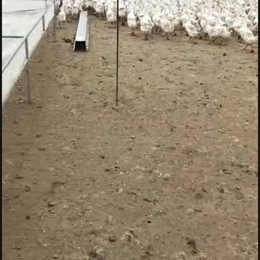 蛟河市 大三花肉食鹅