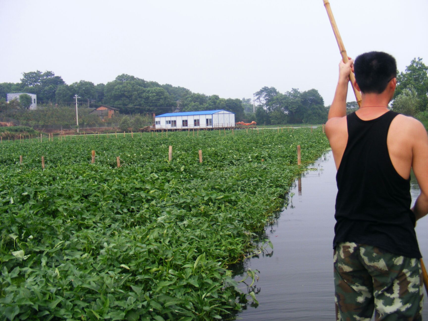 水上空心菜 水上竹叶菜,不打农药不施肥,完全绿色无公害有机蔬菜!