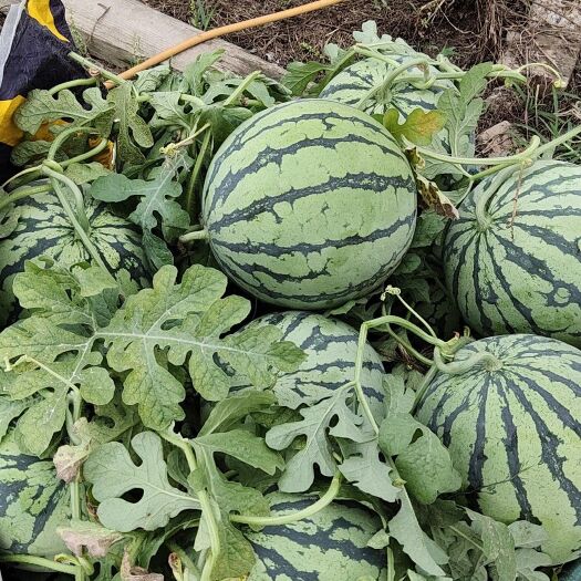 上海8424西瓜 6斤打底 9成熟 1茬 有籽