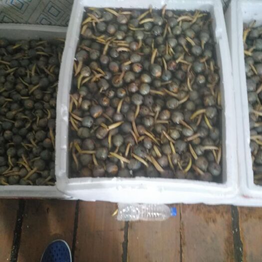 溧阳市刮老乌慈姑 30~50g