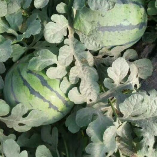 保定甜王西瓜 10斤打底 9成熟 1茬 有籽