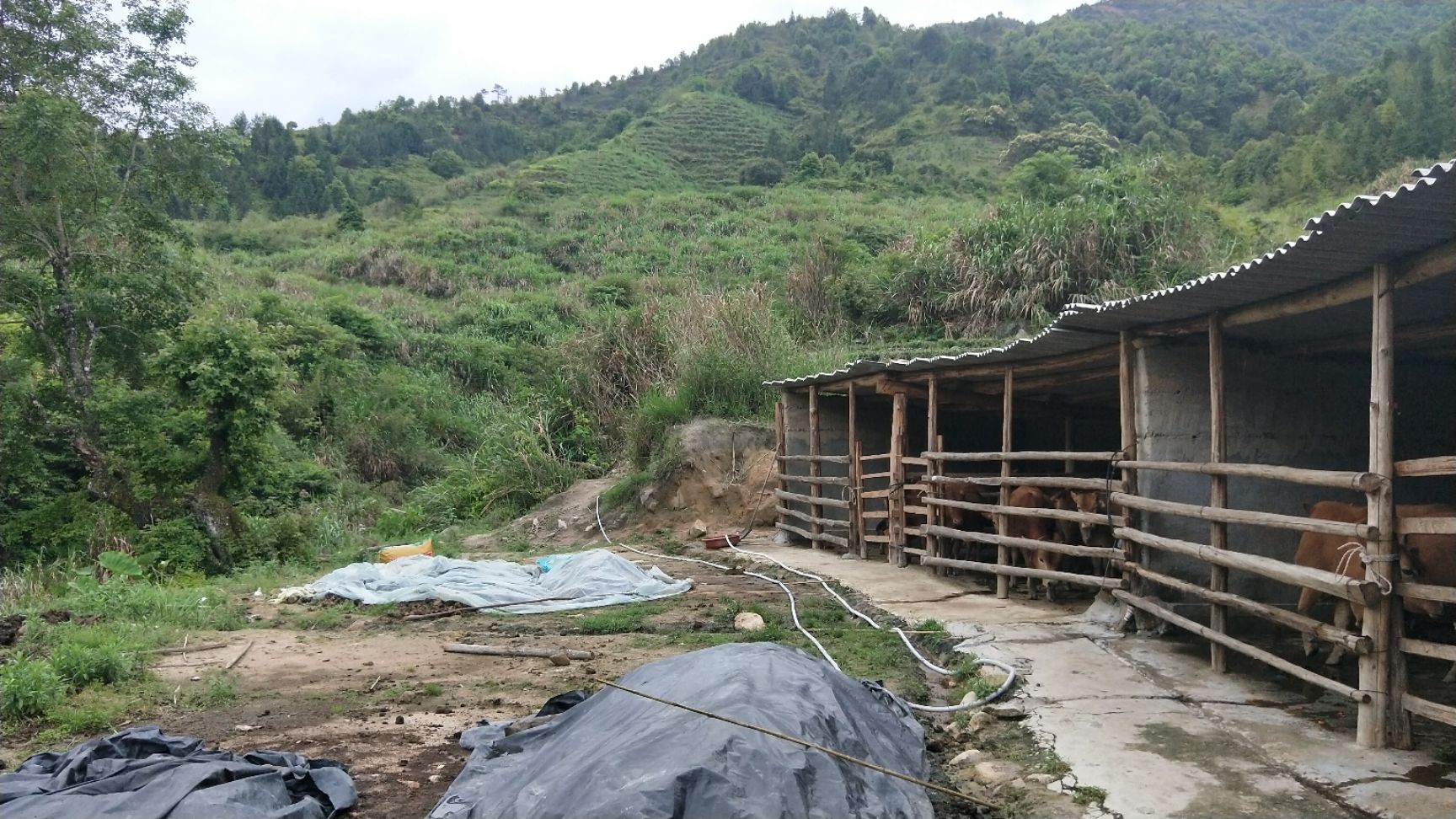 福建高山放养式殖优质跑山土黄牛，路西黄牛秦川黄牛